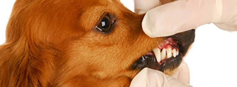 Dog dental Examination